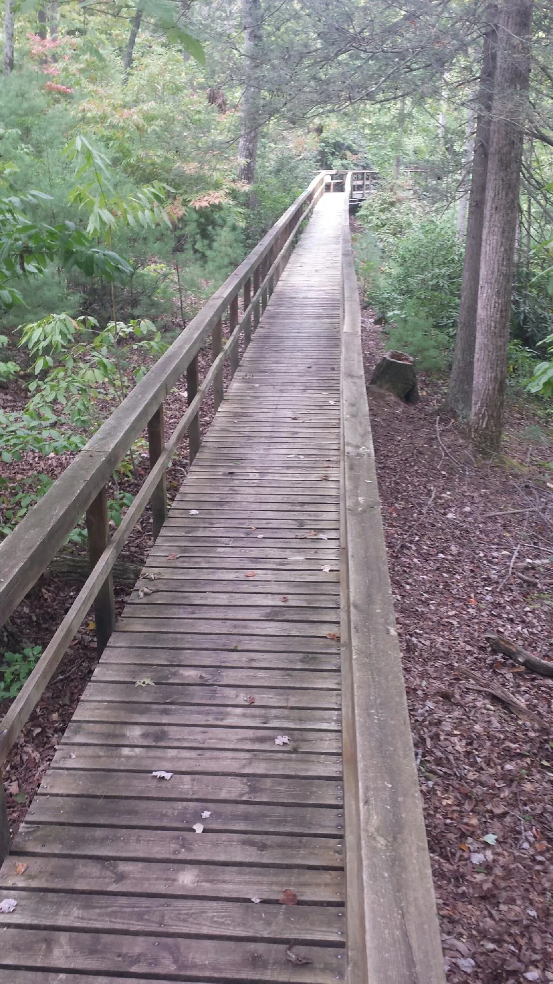 Long wood walkway with handrails built through the woods in Red Springs